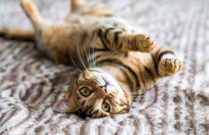 Le razze di gatti che soffrono il caldo