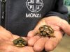 Le due baby tartarughe nate a Monza