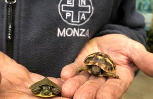 Le due baby tartarughe nate a Monza
