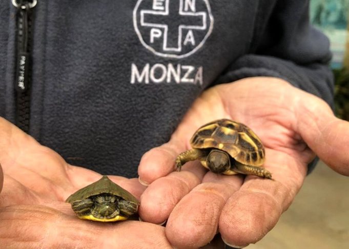 Le due baby tartarughe nate a Monza